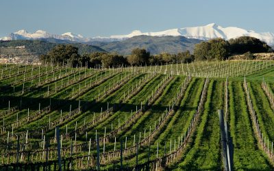 2020, Excelente añada de los vinos Somontano